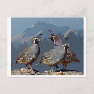 DRIE KWARTELS EN SHASTA BRIEFKAART