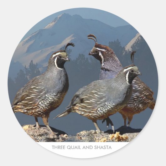 DRIE KWARTELS EN SHASTA RONDE STICKER (Voorkant)
