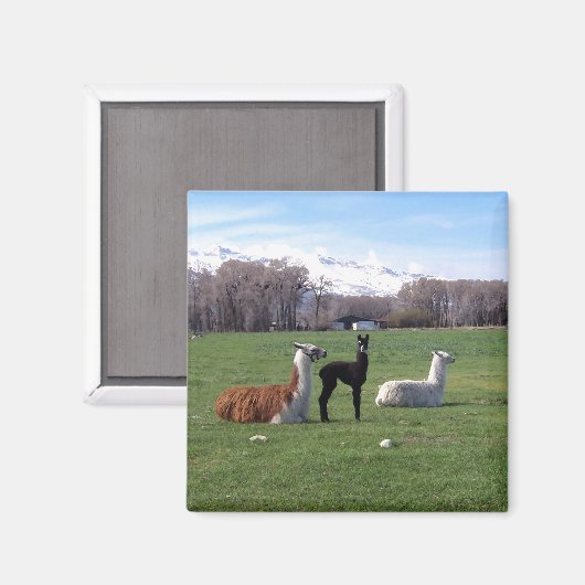 Drie lama's in het veld magneet (Voorkant / Achterkant)