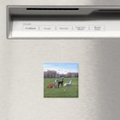 Drie lama's in het veld magneet (Insitu (Vaatwasser))