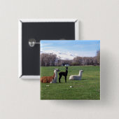 Drie lama's in het veld vierkante button 5,1 cm (Voorkant /achterkant)