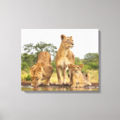 Drie leeuwen Drink Canvas Afdruk (Voorkant)