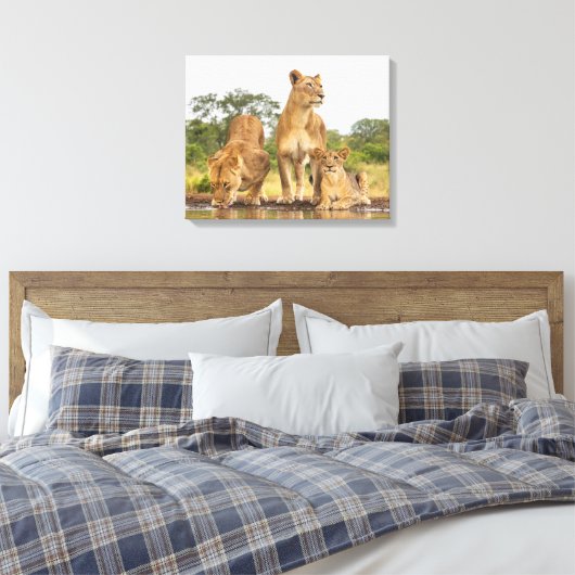 Drie leeuwen Drink Canvas Afdruk (Insitu (Slaapkamer))