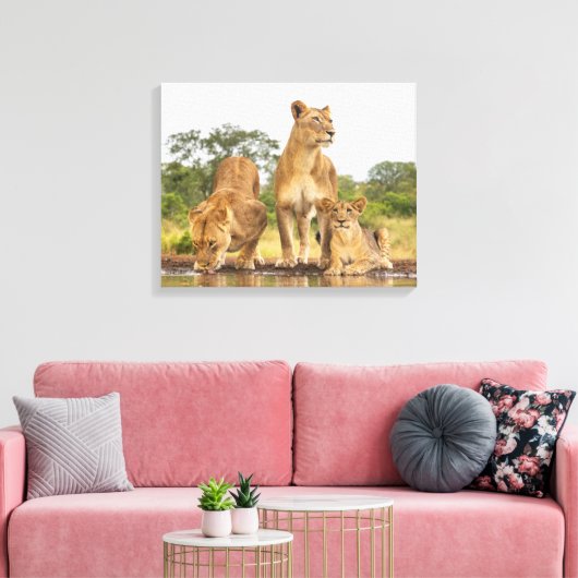 Drie leeuwen Drink Canvas Afdruk (Insitu (Woonkamer))