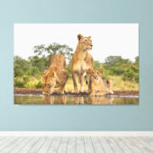 Drie leeuwen Drink Canvas Afdruk (Insitu (Houten vloer))