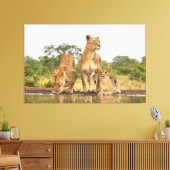 Drie leeuwen Drink Canvas Afdruk (Insitu (Woonkamer))