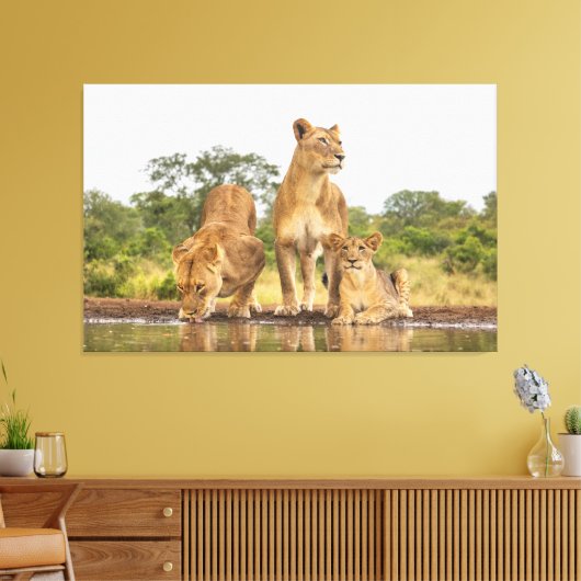 Drie leeuwen Drink Canvas Afdruk (Insitu (Woonkamer))