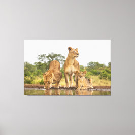 Drie leeuwen Drink Canvas Afdruk