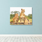 Drie leeuwen Drink Canvas Afdruk (Insitu (Houten vloer))
