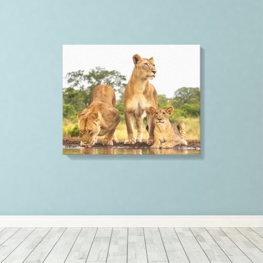 Drie leeuwen Drink Canvas Afdruk (Insitu (Houten vloer))