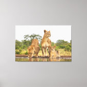 Drie leeuwen Drink Canvas Afdruk (Voorkant)