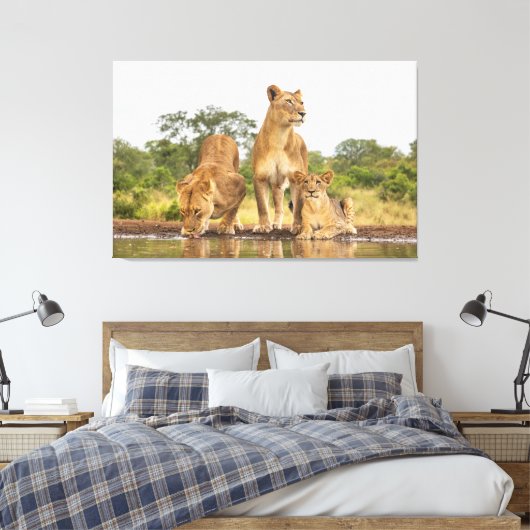 Drie leeuwen Drink Canvas Afdruk (Insitu (Slaapkamer))