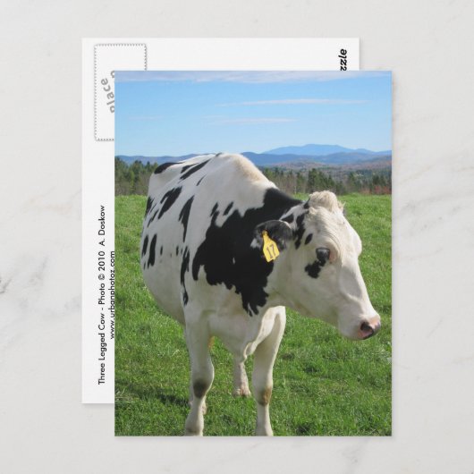 Drie legged Cow Briefkaart (Voorkant / Achterkant)