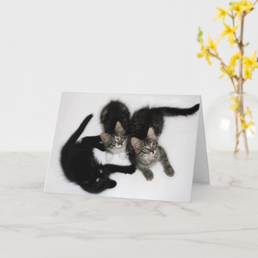 Drie Leuke Kittens Blank Wenskaart Kaart (Gele Bloem)