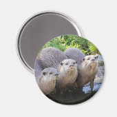 Drie Leuke Otters Wildlife Fotografie Magneet (Voorkant / Achterkant)