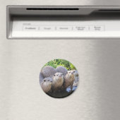 Drie Leuke Otters Wildlife Fotografie Magneet (Insitu (Vaatwasser))
