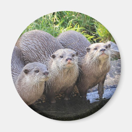 Drie Leuke Otters Wildlife Fotografie Magneet (Voorkant)