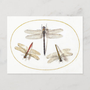 Drie libellen illustratie briefkaart