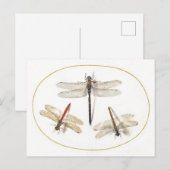 Drie libellen illustratie briefkaart (Voorkant / Achterkant)