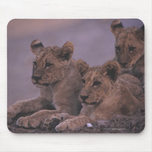Drie lionkubussen muismat (Voorkant)