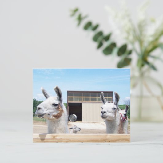 DRIE LLAMAS BRIEFKAART (Staand voorkant)