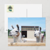 DRIE LLAMAS BRIEFKAART (Voorkant / Achterkant)