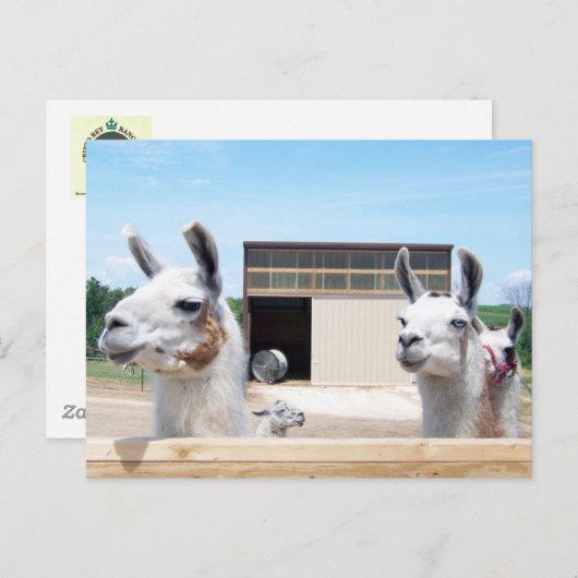 DRIE LLAMAS BRIEFKAART (Voorkant / Achterkant)