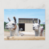 DRIE LLAMAS BRIEFKAART (Voorkant)