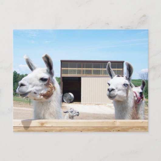 DRIE LLAMAS BRIEFKAART (Voorkant)