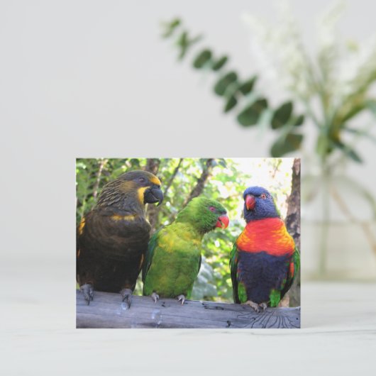 Drie Lorikeets Briefkaart (Staand voorkant)