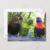 Drie Lorikeets Briefkaart (Voorkant / Achterkant)