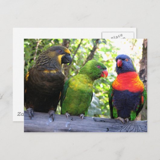 Drie Lorikeets Briefkaart (Voorkant / Achterkant)