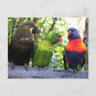 Drie Lorikeets Briefkaart
