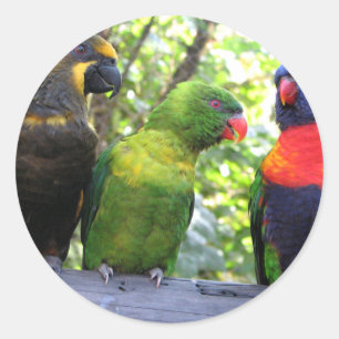 Drie lorikeets ronde sticker
