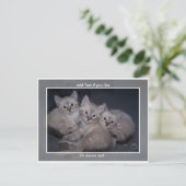 Drie Lynx Point Siamese Kittens Briefkaart (Staand voorkant)