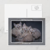 Drie Lynx Point Siamese Kittens Briefkaart (Voorkant / Achterkant)