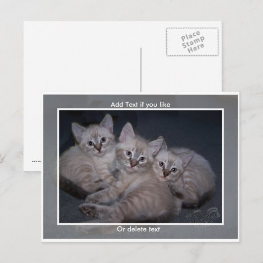 Drie Lynx Point Siamese Kittens Briefkaart (Voorkant / Achterkant)