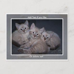 Drie Lynx Point Siamese Kittens Briefkaart