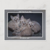Drie Lynx Point Siamese Kittens Briefkaart (Voorkant)