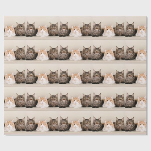 Drie Maine Coon Cats Cadeaupapier (Vlak)