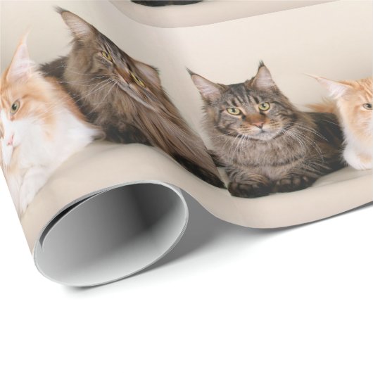 Drie Maine Coon Cats Cadeaupapier (Rol Hoek)