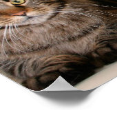 Drie Maine Coon Cats Poster (Hoek)