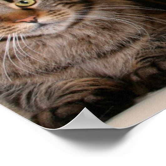 Drie Maine Coon Cats Poster (Hoek)
