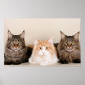 Drie Maine Coon Cats Poster (Voorkant)