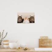 Drie Maine Coon Cats Poster (Keuken)