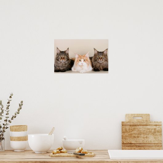 Drie Maine Coon Cats Poster (Keuken)