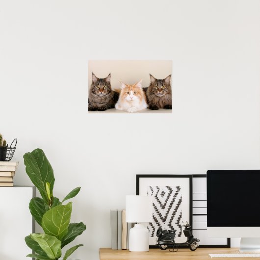 Drie Maine Coon Cats Poster (Thuiskantoor)