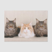 Drie Maine Coon Cats Tissuepapier (Voorkant)