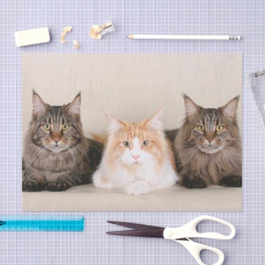Drie Maine Coon Cats Tissuepapier (Craft)