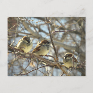 Drie mannelijke huismussen in januari die even chi briefkaart